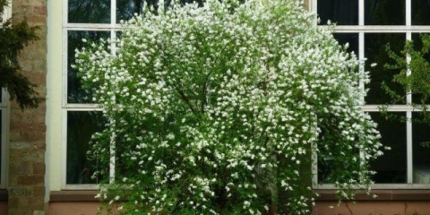 Lažna naranča: obrezivanje u jesen, shema i pravila šišanja za početnike, video